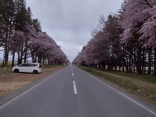 桜
