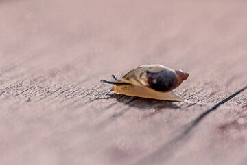 Real sunny unhurried calm snail's way