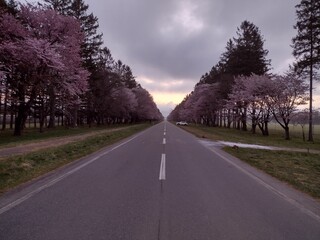 桜
