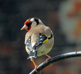 Goldfinch