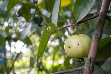 Juicy Temptation: Closeup of a Ripe Guava on a Tree Branch