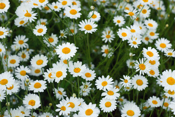 Fototapeta premium Chamomile in the meadow. Background of white summer meadow flowers.