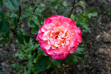 Fototapeta premium A pink rose blooms on a bush. Hybrid tea rose among green leaves.