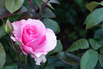 Pink big rose close-up. Leaves background.