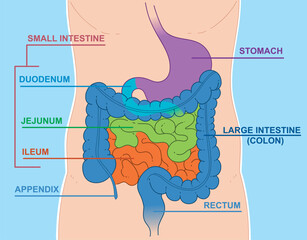 Schematic representation of the digestive system:  large intenstine (colon), stomach, appendix, rectum. And small intestine include the duodenum, jejunum, and ileum.  Vector illustration.