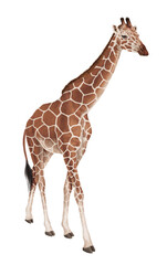 girafe, création, mammifère, hybride, jardin zoologique, sauvage, faune,  safari, rayes, bande, nature, illustration, animal, savane, art