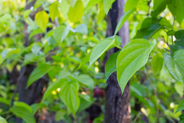Green leaves of betel plant in the garden