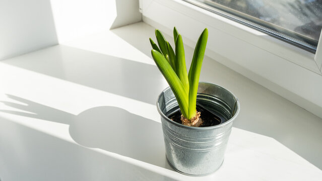 Hyacinth sprout in small flower pot, spring flowers on the windowsill