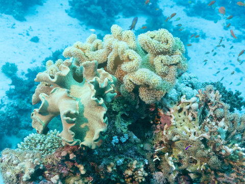 Organ Pipe Coral or Tubipora Musica at the bottom of the Red sea in Egypt, travel concept