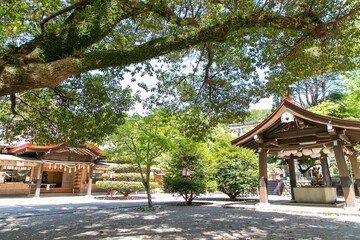 Obraz premium 神社の境内と御神木