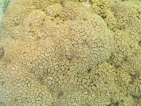 Organic texture of the honeycomb hard coral or Favia Favus at the bottom of the Red sea