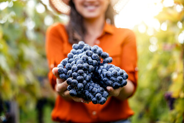 Portrait of  woman harvesting grapes