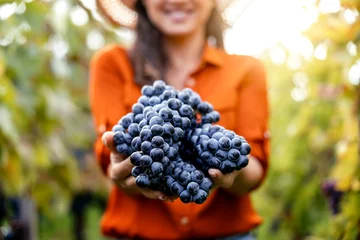 Foto op Plexiglas Wijngaard Portrait of  woman harvesting grapes
