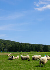 Fototapeta premium Sheep with meadow and blue sky background