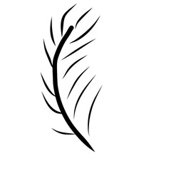 black and white feathers