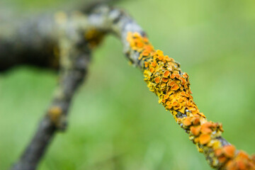 Close-up of orange lichens on a branch