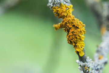 Close-up of yellow lichens on a branch