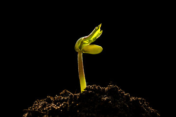 Close-up of a sapling isolated on a black background, growing bean seedling