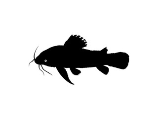 Silhouette of the Fish Kwi Kwi or tamuatá, atipa, hassa, cascadu, cascadura, busco, currito or Hoplosternum littorale is a species of Armoured Catfish from the Callichthyidae family. Vector 