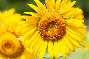 Obraz premium 猛暑に咲く