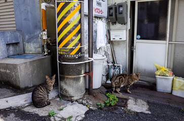 Explore the beauty of city landscapes &ndash; from dazzling skylines and historic streets to modern architecture and vibrant night lights.