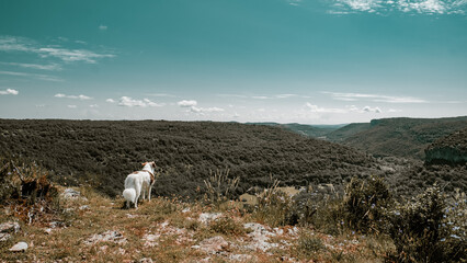 White spaniel dog standing in front of the cliff of a valley
