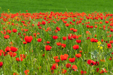 Bright flowering poppy fields.Red memory poppies.