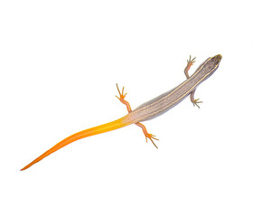 peninsula mole skink lizard - Plestiodon egregius onocrepis  -  top dorsal view showing pretty orange red tail isolated on white background