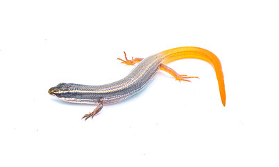 peninsula mole skink lizard - Plestiodon egregius onocrepis  -  top side view showing pretty curled orange red tail isolated on white background