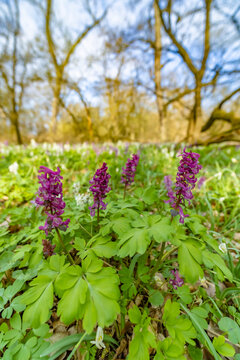 Hollow smokestack (Corydalis cava), spring forest, Southern Moravia, Czech Republic
