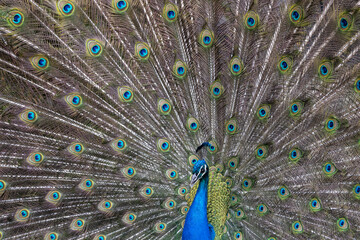 Naklejka premium Closeup Image of a peacock dancing with its open feathers