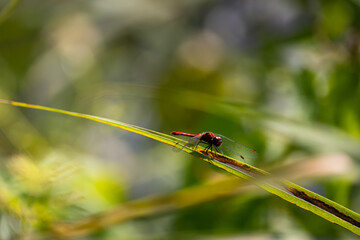 Red dragonfly in spring garden on a background of green plants. Photo taken on a sunny day, nicely blurred background.