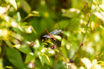 Red dragonfly in spring garden on a background of green plants. Photo taken on a sunny day, nicely blurred background.
