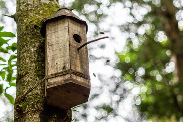 森の巣箱に集まる小さなハチ