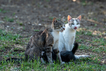 Pets cats in different situations in the trees and in the house