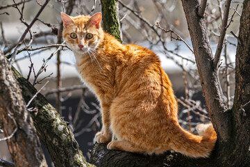 Pets cats in different situations in the trees and in the house