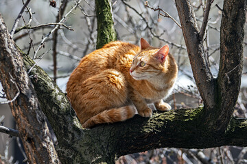 Pets cats in different situations in the trees and in the house