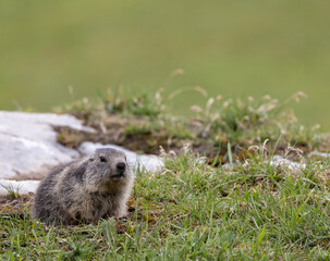 Marmot near Tignes,  Tarentaise Valley, Department Savoie,  Auvergne-Rhone-Alpes region, France