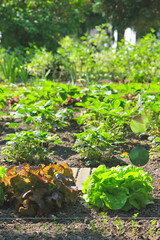 Green salads and red oak leaf lettuces growing in a well-tended garden