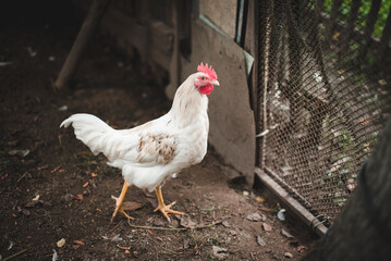 Organically raised chicken. Chicken on the run outdoors, in the garden.