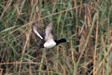 Tufted duck or tufted pochard or Aythya fuligula observed in Gajoldaba in India