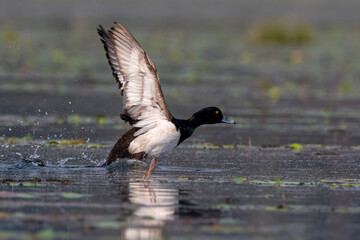 Tufted duck or tufted pochard or Aythya fuligula observed in Gajoldaba in India