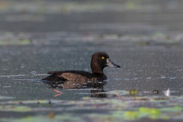 Tufted duck or tufted pochard or Aythya fuligula observed in Gajoldaba in India