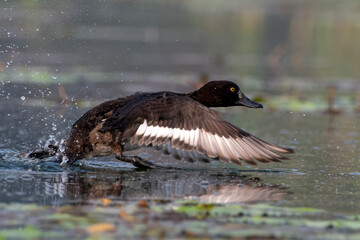Tufted duck or tufted pochard or Aythya fuligula observed in Gajoldaba in India