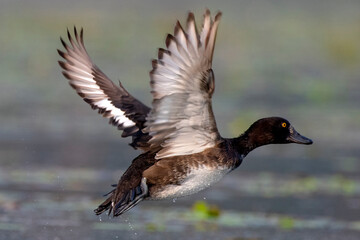 Tufted duck or tufted pochard or Aythya fuligula observed in Gajoldaba in India