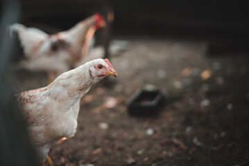 Close-up of a white free-range chicken in the garden. Place for text.