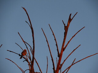 branches against blue sky