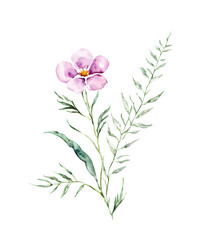 Watercolor pink wildflower delicate wild flower isolated on white, vector 