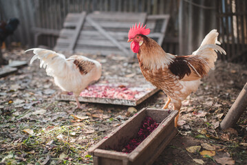 Rooster and chicken eat food in the garden outdoors.