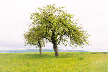 Obraz premium Obstbaum